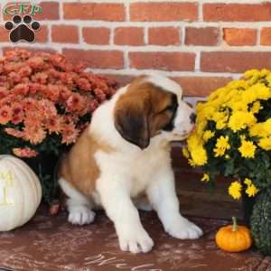 Jem, Saint Bernard Puppy